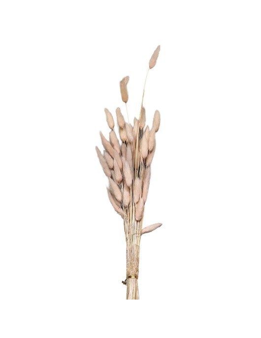 Μπουκέτο Αποξηραμένα Bunny Tails 25 Κλαδιά ροζ 60cm Homie 423129