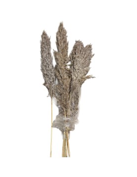 Αποξηραμένα Pampas 7 Κλαδιά 70cm Homie 423130